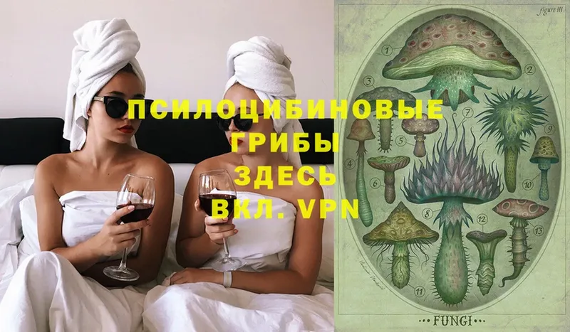 Галлюциногенные грибы Psilocybine cubensis  Нальчик 